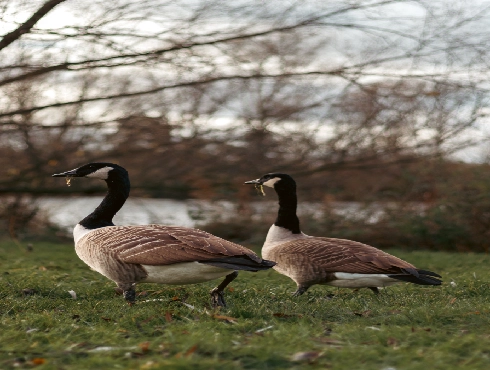 Cackling Goose